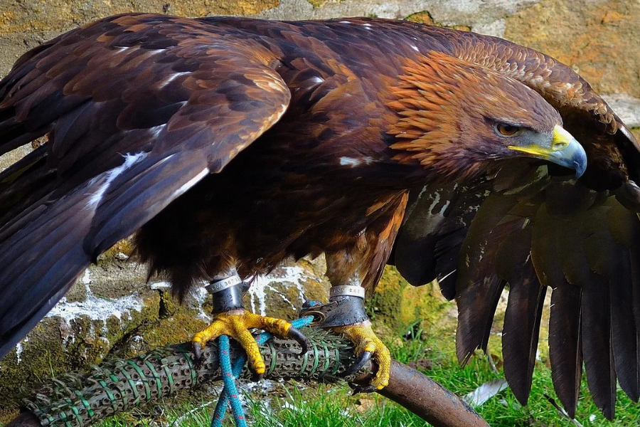 The hancock bird meaning: Unveiling Its Meaning and Symbolism